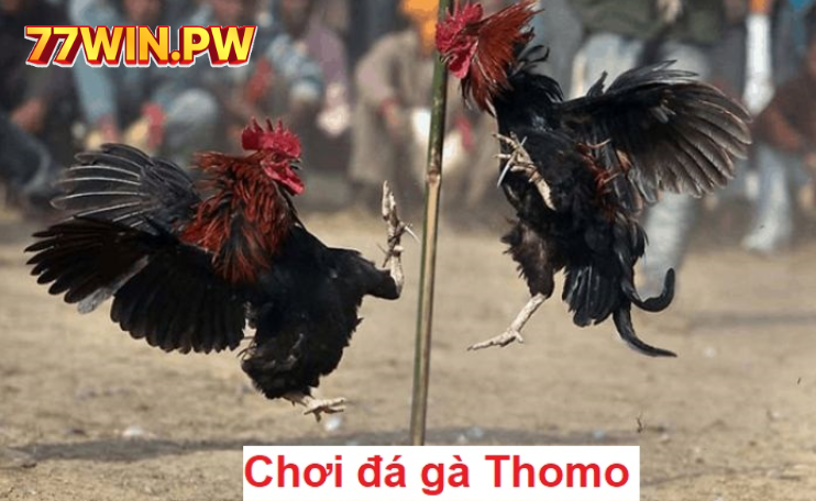 Các Loại Hình Đá Gà Phổ Biến Tại Đá Gà Thomo