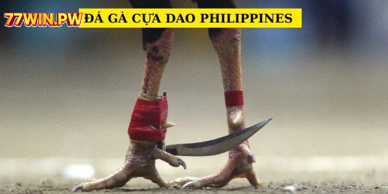 Đá gà cựa dao là một nét văn hóa đặc trưng của Philippines