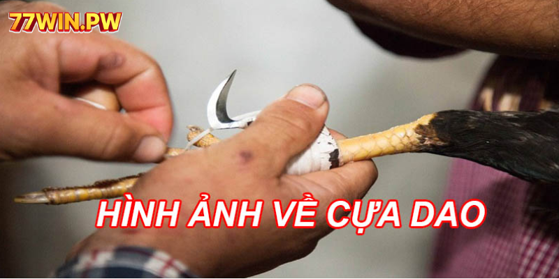 Hình ảnh về cựa dao