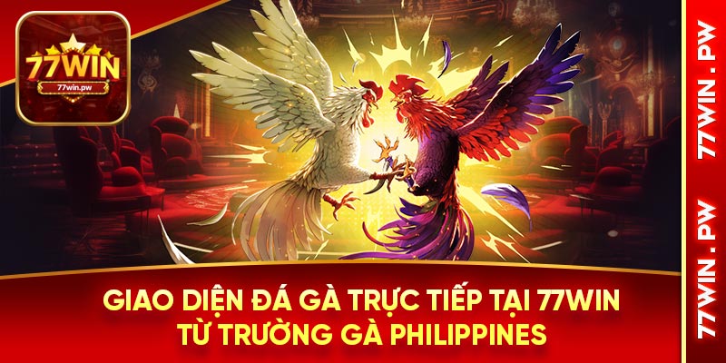 Giao diện đá gà trực tiếp tại 77WIN từ trường gà Philippines